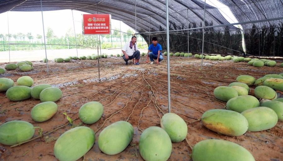 Tianlong-1508-watermelon