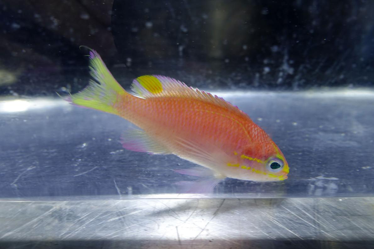 01_obama_fish.ngsversion.1472850001366.adapt.1190.1